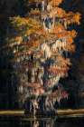 Backlit bald cypress trees and autumn colors in southern swamp, Caddo Lake, Texas. Art Print